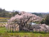 I4170023.JPG 528x400 24bit 2001/04/24 01:18:30 47418 bytes