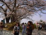I4170026.JPG 528x400 24bit 2001/04/24 01:18:40 63466 bytes