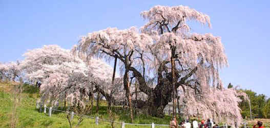 I4170015.JPG 528x400 24bit 2001/04/24 01:18:04 50321 bytes