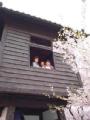 I4190010.JPG 302x400 24bit 2001/04/24 01:08:14 23204 bytes