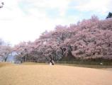 I4190023.JPG 528x400 24bit 2001/04/24 01:09:32 38586 bytes