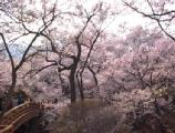 I4190026.JPG 528x400 24bit 2001/04/24 01:09:20 67254 bytes