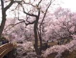 I4190027.JPG 528x400 24bit 2001/04/24 01:09:18 66240 bytes