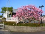 I4190039.JPG 528x400 24bit 2001/04/24 01:08:34 55558 bytes