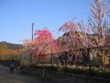 I4190040.JPG 528x400 24bit 2001/04/24 01:08:30 47094 bytes