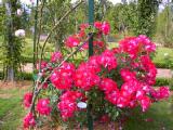 I5260025.jpg 600x450 24bit 2001/05/31 03:29:34 90550 bytes
