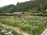 I6120005.jpg 600x450 24bit 2001/06/24 03:59:42 42886 bytes
