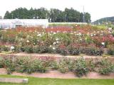 I6120022.jpg 600x450 24bit 2001/06/24 03:59:52 39329 bytes