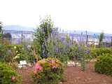 I6160007.jpg 600x450 24bit 2001/07/13 18:11:50 52983 bytes