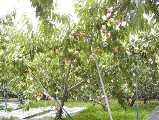 I7260031.jpg 533x400 24bit 2001/08/02 03:37:12 47063 bytes