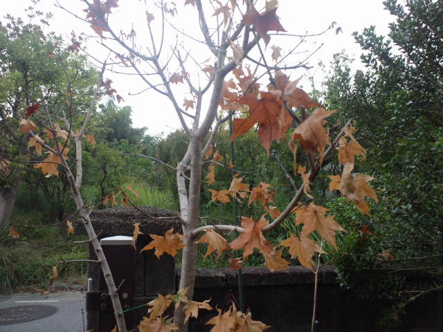 コラム ロイヤルショップ 夏に紅葉 紅葉 枯れた どちらなんでしょ