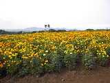 Pict0222.jpg 600x450 24bit 2001/09/02 02:26:38 46408 bytes