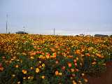 Pict0224.jpg 600x450 24bit 2001/09/02 02:26:28 43136 bytes